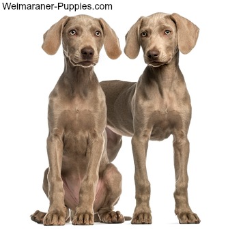 Two adorable 2.5 month old Weimaraner puppies