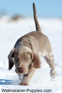 One of cute Weimaraner puppies running in a snow field