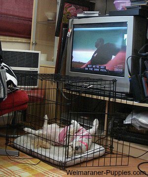 6 Crate Training Benefits for Both of You
