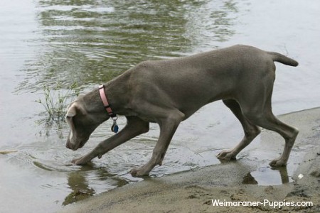 Weimaraner in water while bird hunting