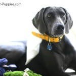 Blue Weimaraner, the subject of controversy