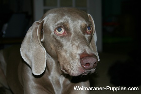 Cleaning dog ears on this Weimaraner