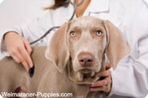 Dog being examined for Weimaraner health problems