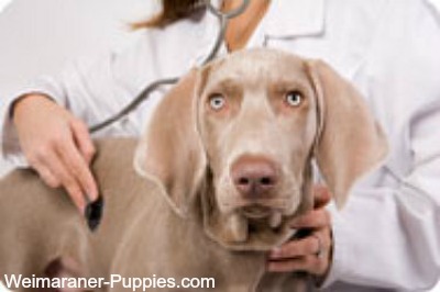 Dog being examined for common dog health problems