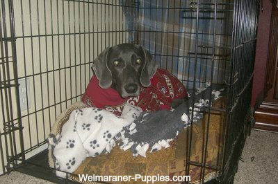 Weimaraner dog in her crate