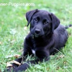 Cryptorchidism in dogs is seen by 8 weeks.