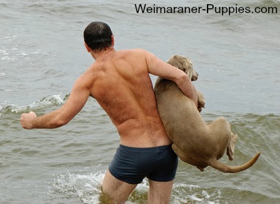 Weimaraner dog at a dog friendly beach