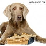 This Weimaraner Dog needs canine behavior modification after chewing a book.