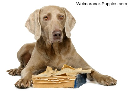 Dog behavior modification is needed for this Weimaraner who just chewed a book. Dog behavior modification is needed for this Weimaraner who just chewed a book.