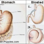 Illustration of normal dog stomach and stomach with dog bloat.