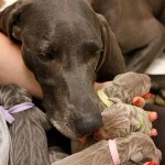 With dog pregnancy symptoms, your dog will need special care.