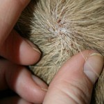 Dog skin allergies can cause redness and irritation