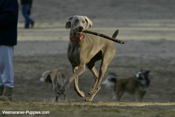 Weimaraner dog being trained to retrieve, using a stick