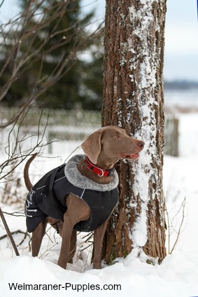 Hunting dog vest on Weimaraner