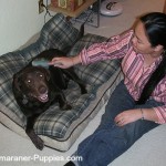 Woman sitting on the floor brushing her Weimaraner dog.