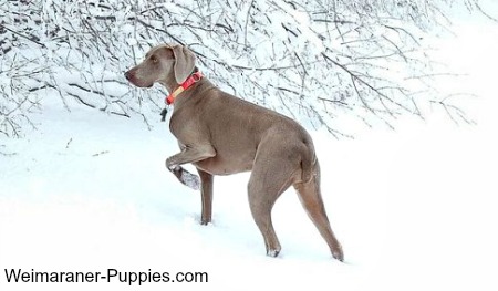 Hunting dog breeds like this Weimaraner love to be outside in all kinds of weather.