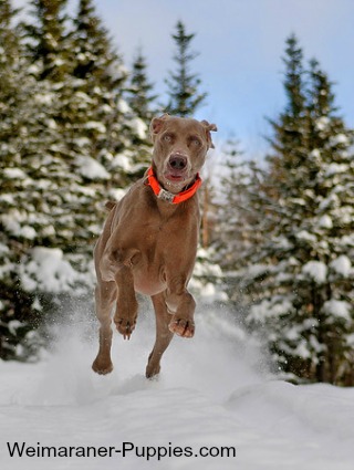 Hunting dog collars improve hunting success.