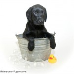 Blue Weimaraner bathing with hypoallergenic dog shampoo and with rubber ducky and bubbles