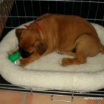 Puppy in portable bed with toy