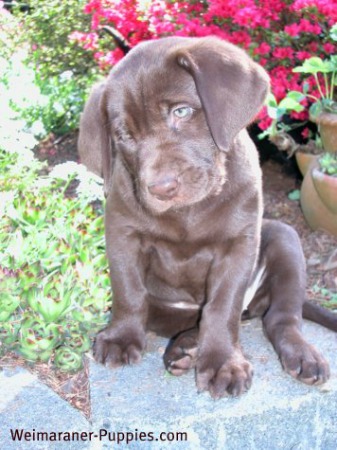 This cute Weimaraner puppy may not be quite at the best puppy age to leave Mom.