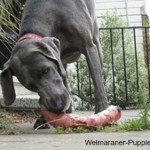 Salmonella symptoms in dogs can develop after eating raw meat.