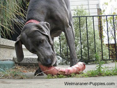 Salmonella symptoms in dogs could develop after they eat raw meat.