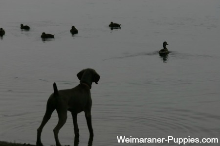 Training hunting dogs is most effective in the field.