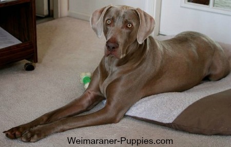 Weimaraner dog on its travel bed