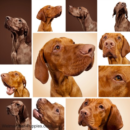 Vizsla Dogs are Cousins to Weimaraners - Weimaraner 