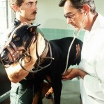Von Willebrands disease examination by vet