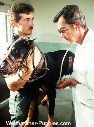 Von Willebrands disease examination by vet