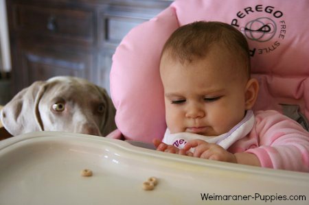 Weimaraner dog breed characteristics and temperament are important if you have children.