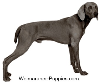 Weimaraner dog profile