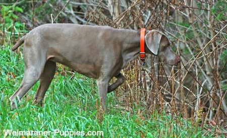 Weimaraner hunting dog, pointing into the weeds