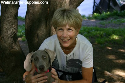 Cute young girl who is working with her Weimaraner puppy