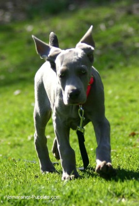 Weimaraner puppy dog training starts early