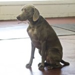 Dog hip dysplasia is common in older Weimaraners.