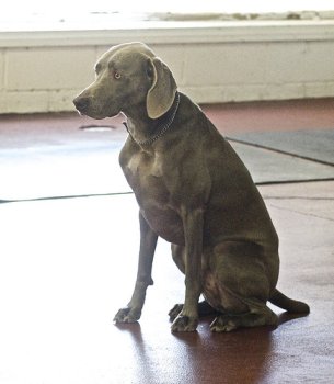 Dog hip dysplasia is common in older Weimaraners.