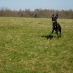Dog bloat symptoms often appear after a heavy meal and rigorous exercise.