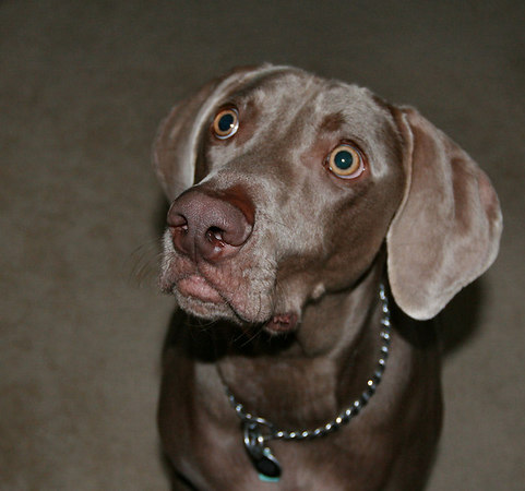 Good dog pet care insures a healthy dog like this cute Weimaraner.