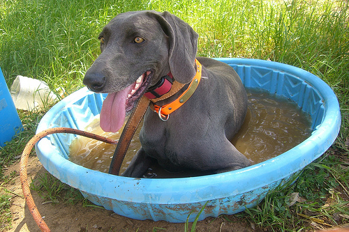 Weimaraner dog in kiddie wading pool