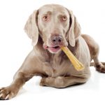 Weimaraner dog with dental chew