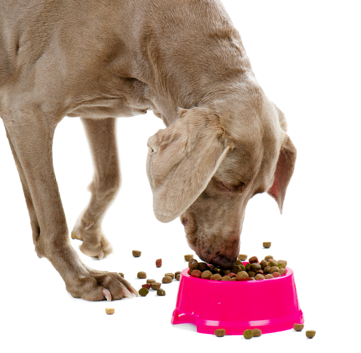 Weimaraner eating dog food in a bowl.