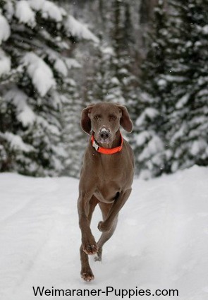 Fun dog games with Weimaraners