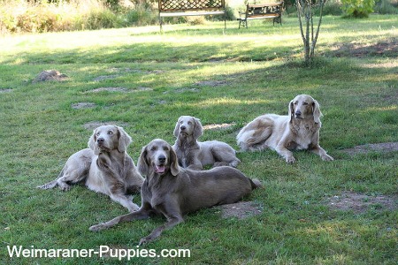 Geriatric dogs lying on a lawn