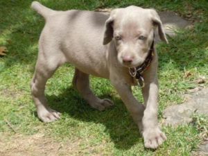Weimaraner puppy on grass