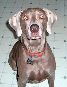 Weimaraner learning to sit
