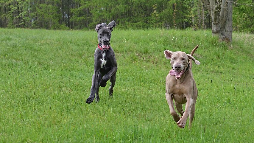 2 hunting dogs running