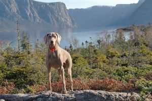 Weimaraner beside river and mountains