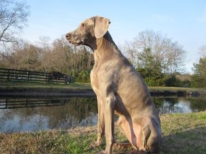 Dogs like this Weimaraner can get blasto outside.